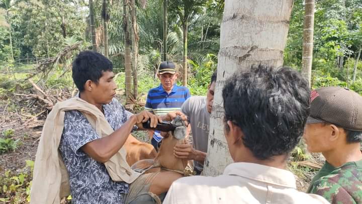 Dinas Pertanian Madina Terus Melakukan Pemantauan dan Pengobatan Hewan Terindikasi PMK