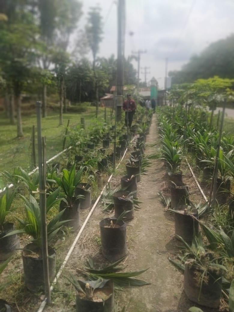 Pembibitan Sawit Kembali Dirusak OTK, Meski Sukatmin Sudah Lapor Polisi