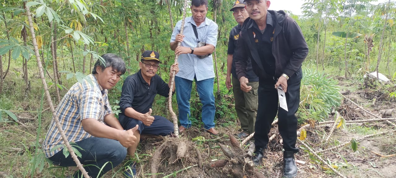 PENDAWA & APEDI PANEN PERDANA UBI KAYU