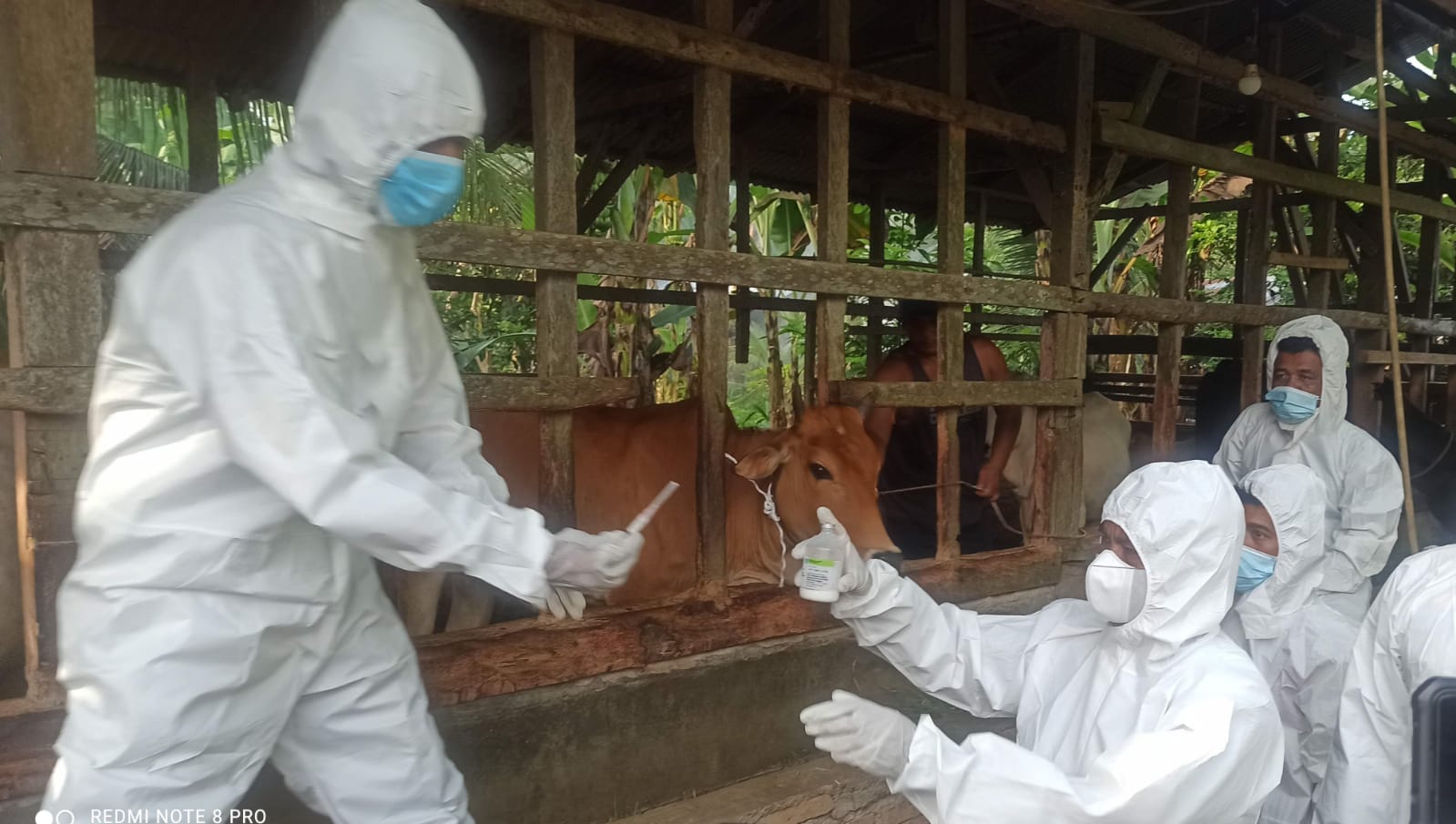 Antisipasi Penyebaran PMK, Pemkab Sergai Mulai Suntik Vaksin Ternak Lembu