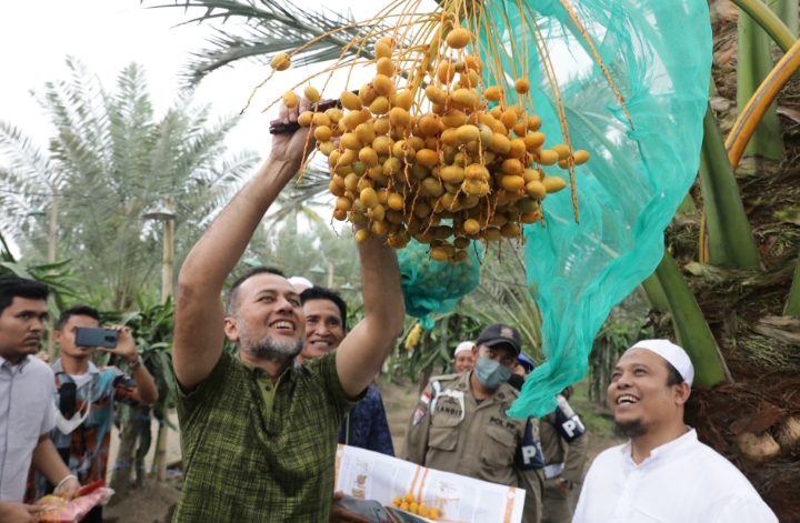 Lihat dan Cicipi Langsung Kurma di Tanah Karo, Musa Rajekshah Takjub dan Yakini Ini