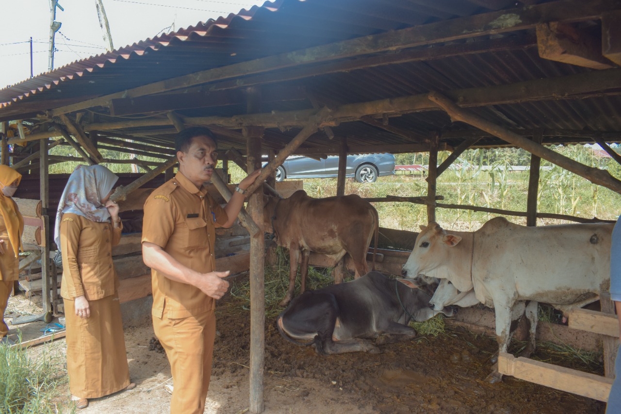Distan Kota PSP bersama Polres  monitoring ke sejumlah kandang hewan ternak milik warga