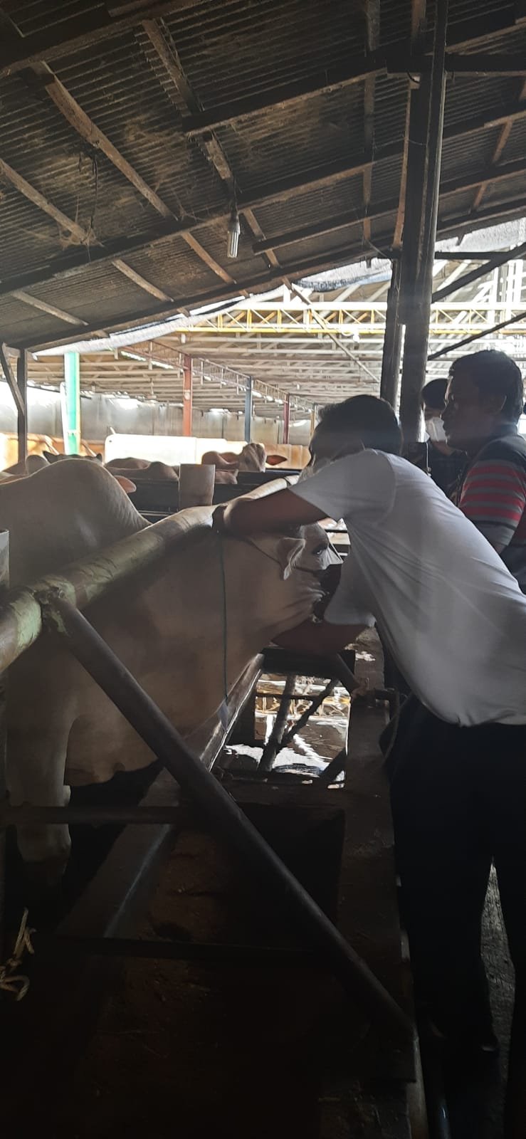 Sambut Idul Adha 1443 H, 61 Ekor Sapi Berlabel â€œSehatâ€ Siap Disebar ke-17 Kecamatan se-Sergai