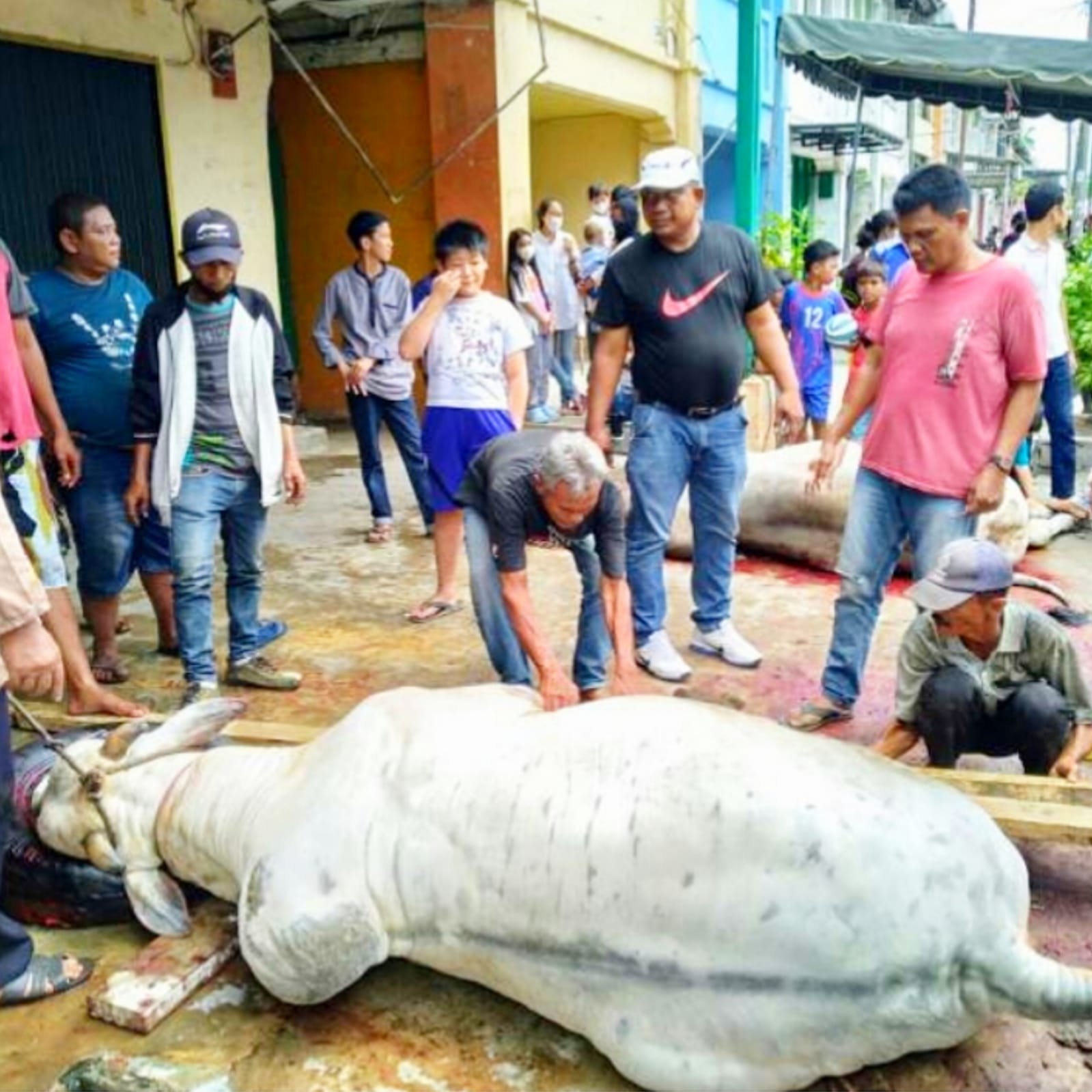 PAC IPK Belawan Bagikan 1000 Paket Daging Qurban