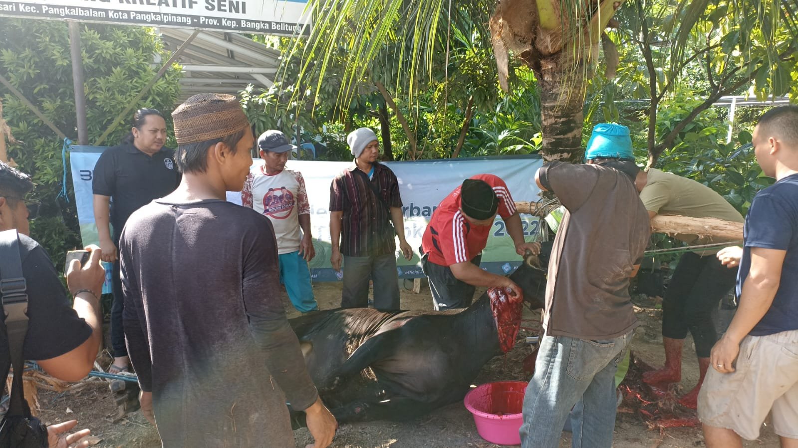 JMSI Babel Berqurban 4 Sapi dan 4 Kambing