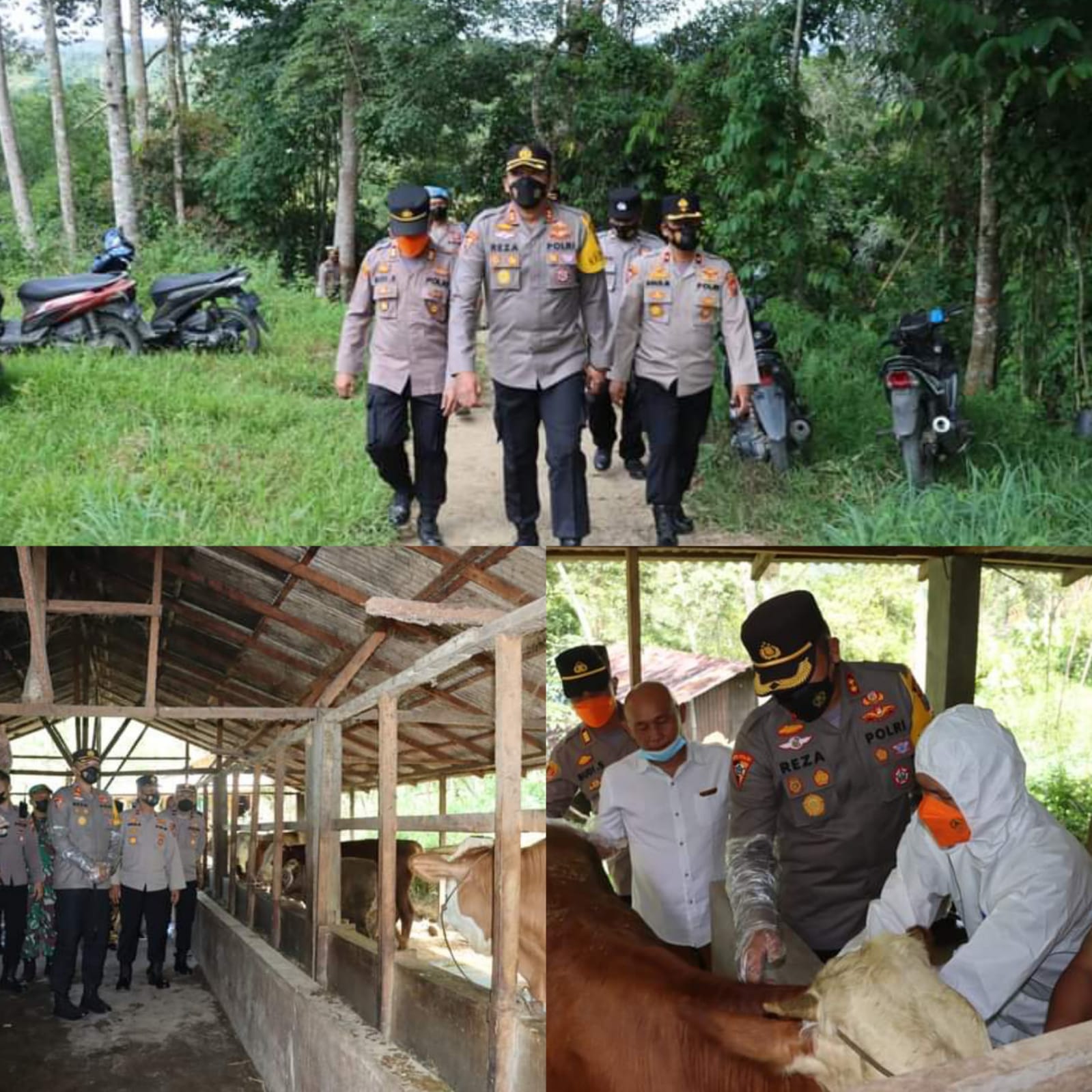 CEGAH PENYEBARAN PMK, KAPOLRES MANDAILING NATAL DAMPINGI VAKSINASI HEWAN TERNAK DI KOTANOPAN