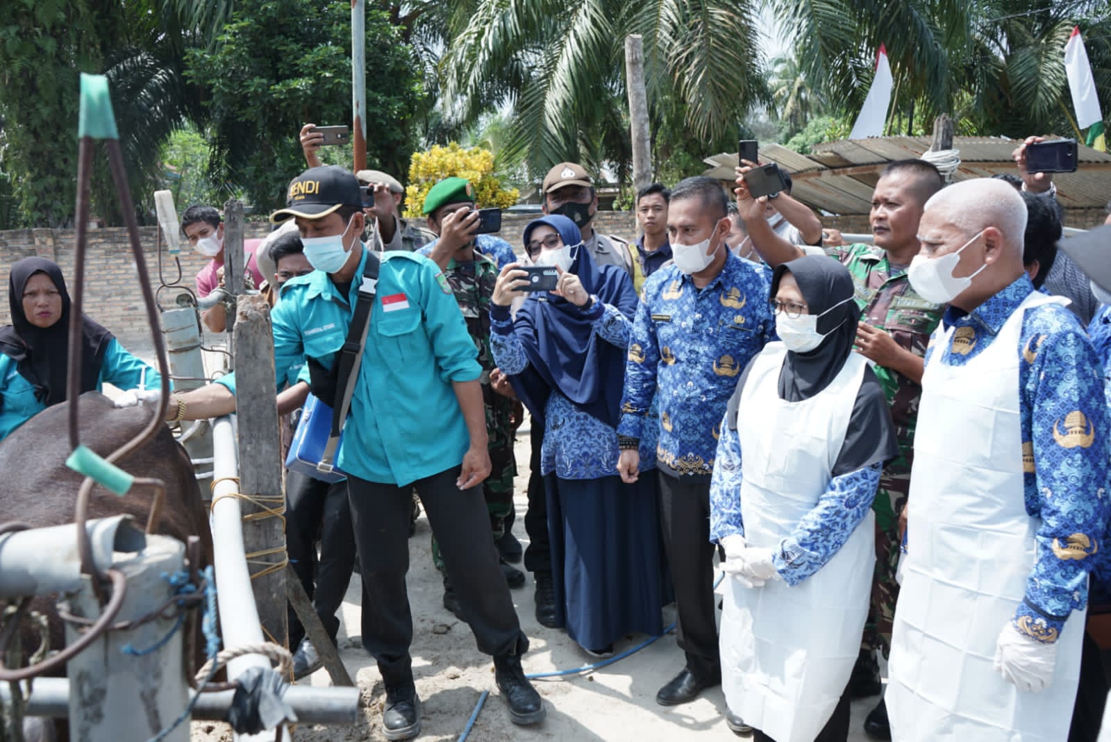 Bupati Asahan Tinjau Langsung Penyuntikan Vaksin PMK