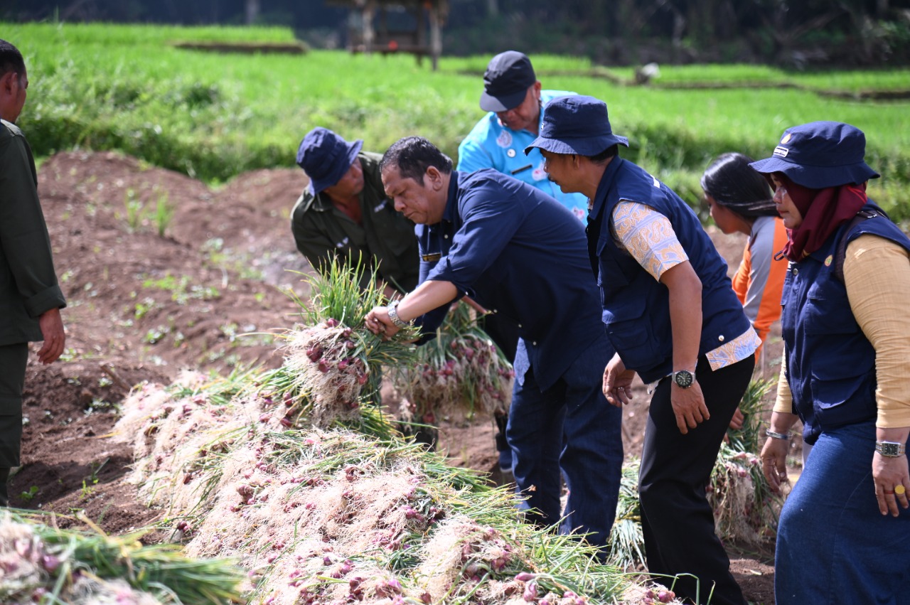 Walikota Irsan Efendi Nasution : Daerah Padang Sidempuan cocok untuk Pengembangan Tanaman Bawang Merah