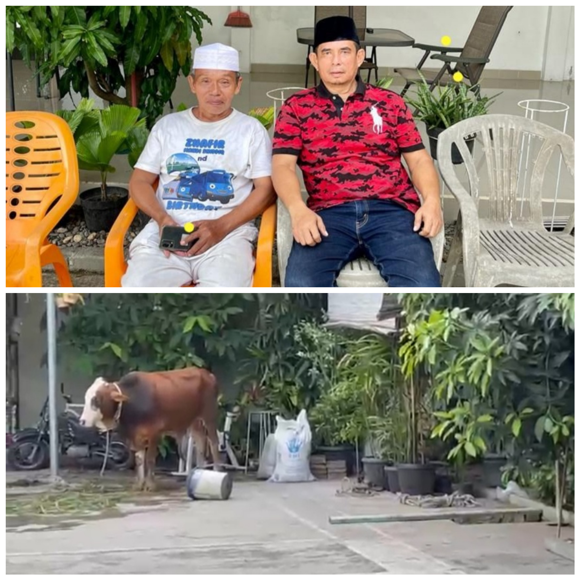 Idul Adha 1443, Kurban 1 Ekor Sapi, Zainuddin SE : Wujud Syukur dan Apresiasi Ketua Kodrat Selalu Bimbing Kader PP