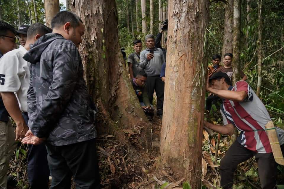 Kayu Kapur Dan Kemenyan Lestarikan Jadi Unggulan Kabupaten Pakpak Bharat
