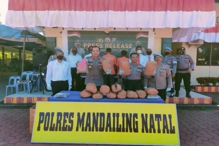 Kapolres Madina Disaksikan Waka Polres Madina dan Wartawan Paparkan Pengungkapan Kasus Narkotika Jenis Ganja