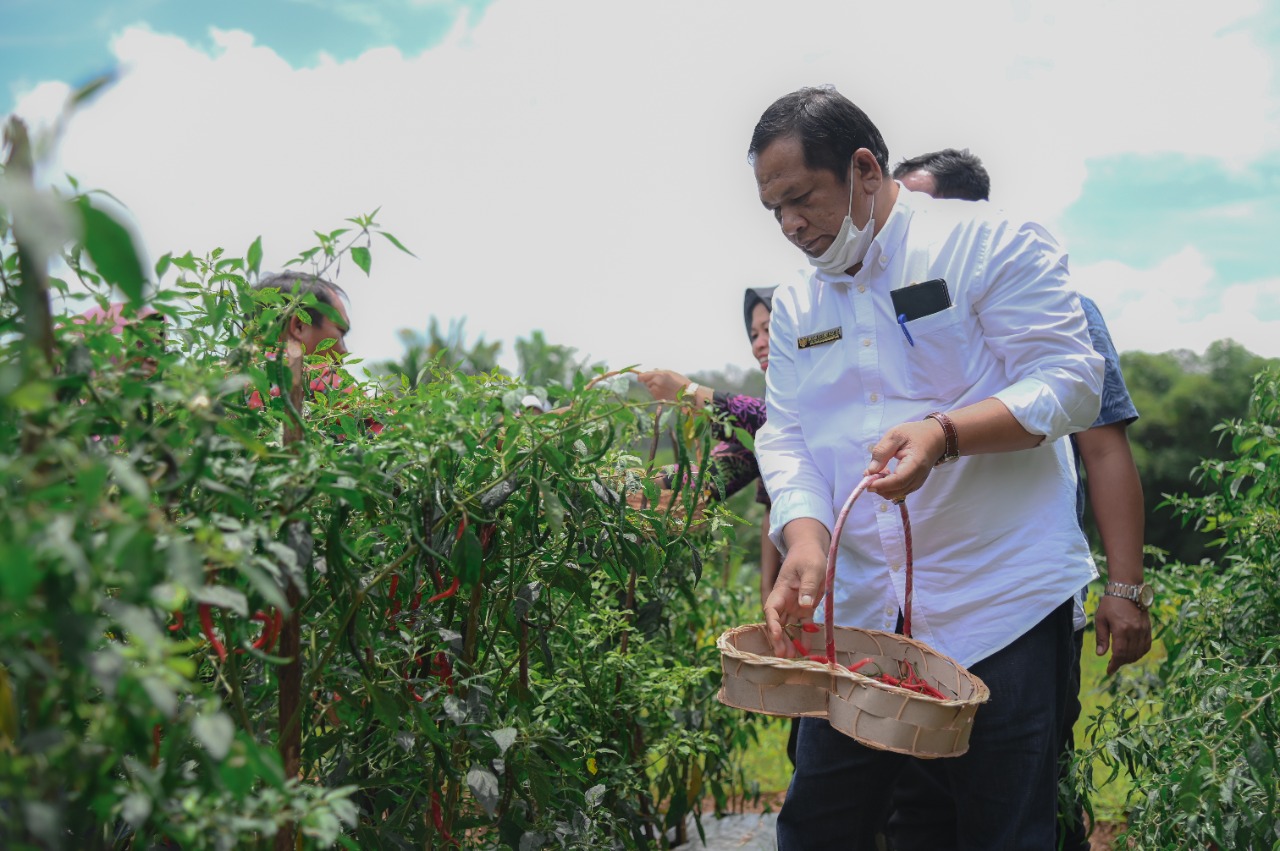 Walikota Padang Sidempuan Irsan Efendi NasutionÂ  Terus menggalakkan ketahanan pangan mengantisipasi inflasiÂ 