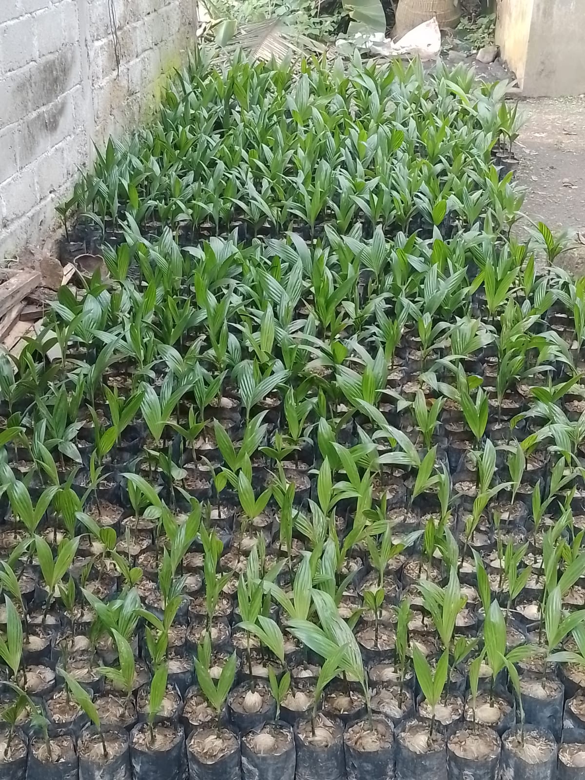 APEDI LANGKAT BUDIDAYA POHON PINANG BATARAÂ Â Â Â Â Â Â 