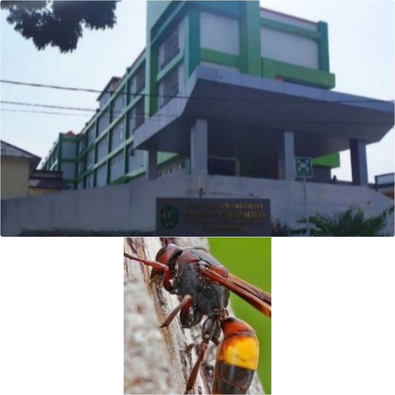 Diserang Tawon, Empat Saudara Dilarikan Ke RSUD Padangsidimpuan