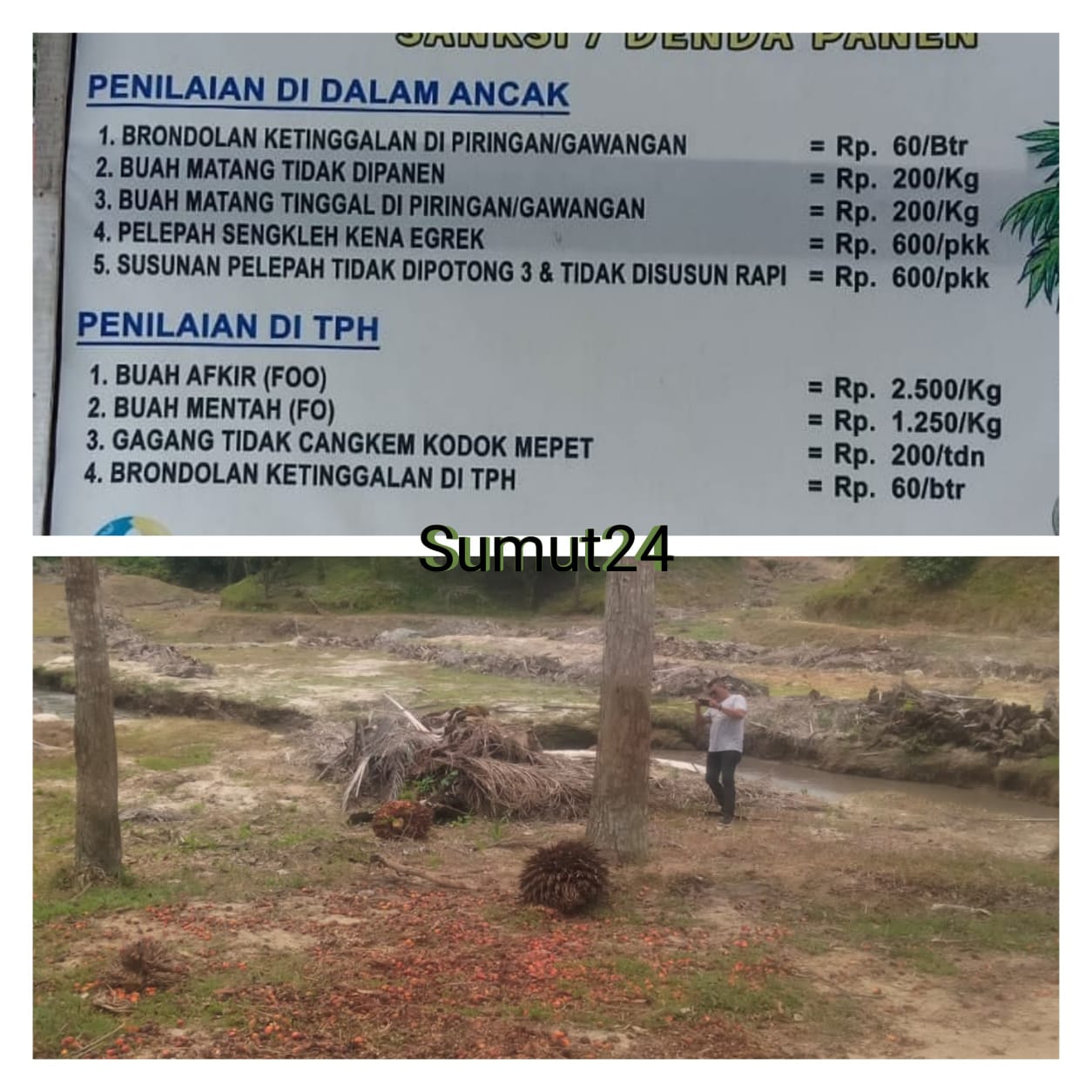 Manajemen PTPN III KHTPD Tidak Peduli Brondolan Berserakan di Lapangan