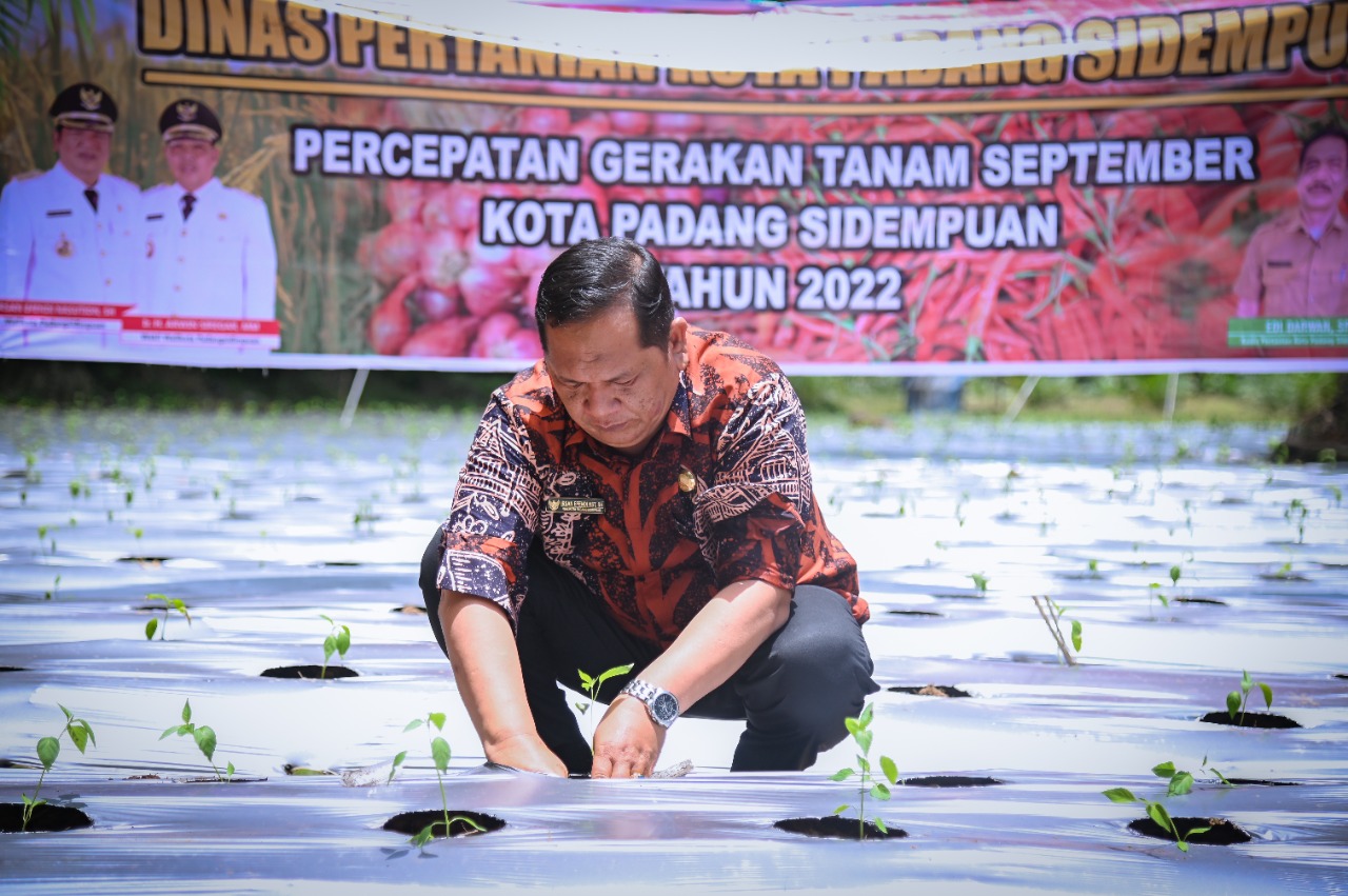 Walikota Irsan Efendi Nasution Tanam Cabe di Desa Bargot Topong