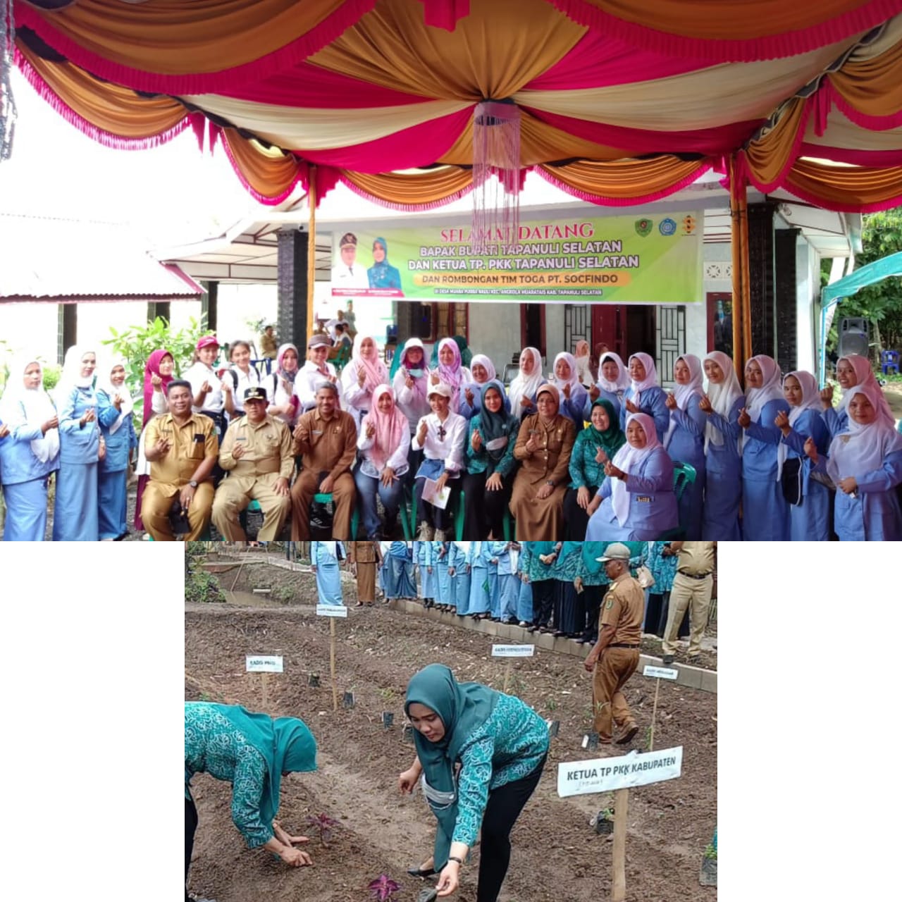 Tim PT Socfindo Conservation Tanam Perdana Bibit TOGA Bersama Ketua TP PKK Tapsel