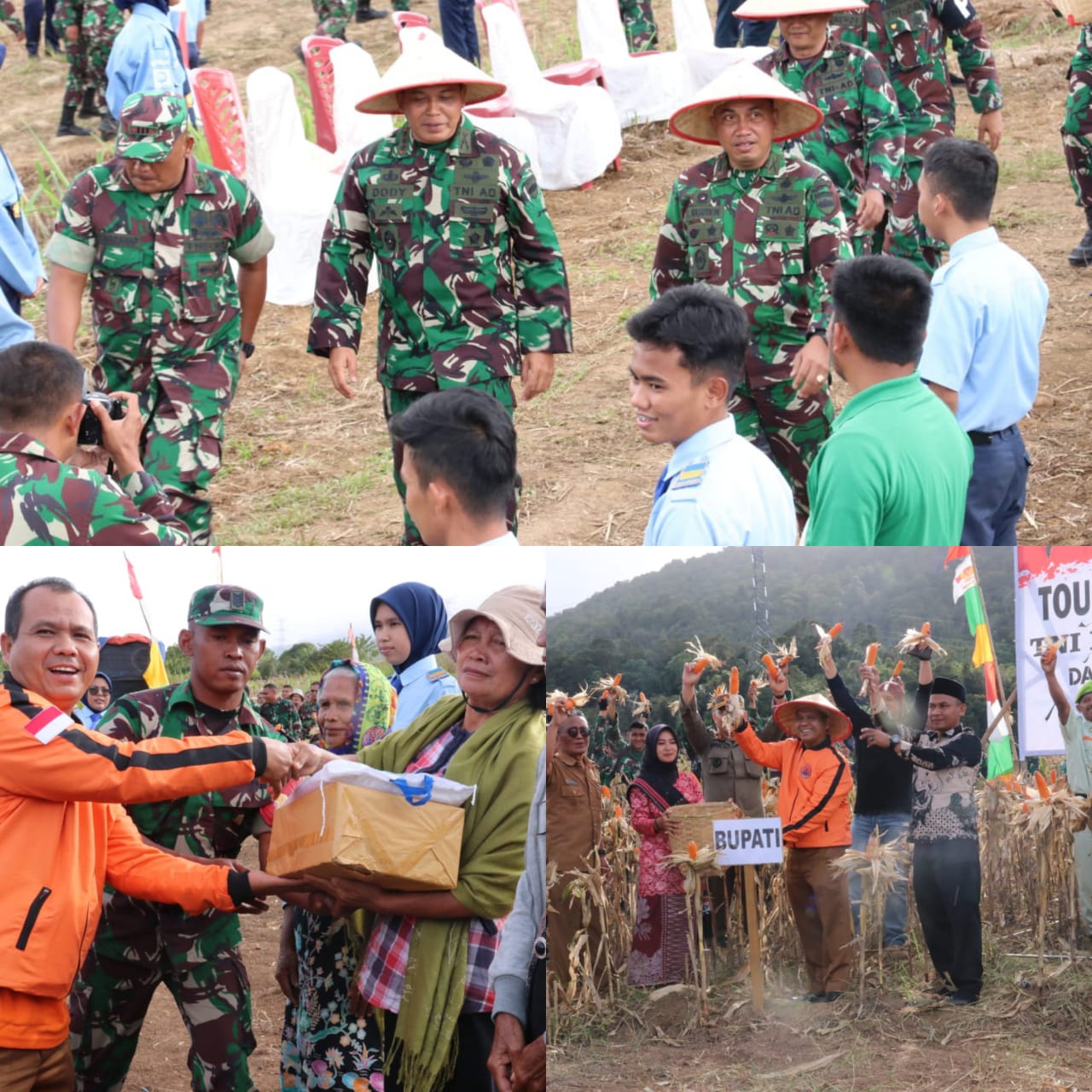 Panen Raya Jagung dan Penyerahan Paket Sembako Meriahkan HUT 77 TNI di Tapsel