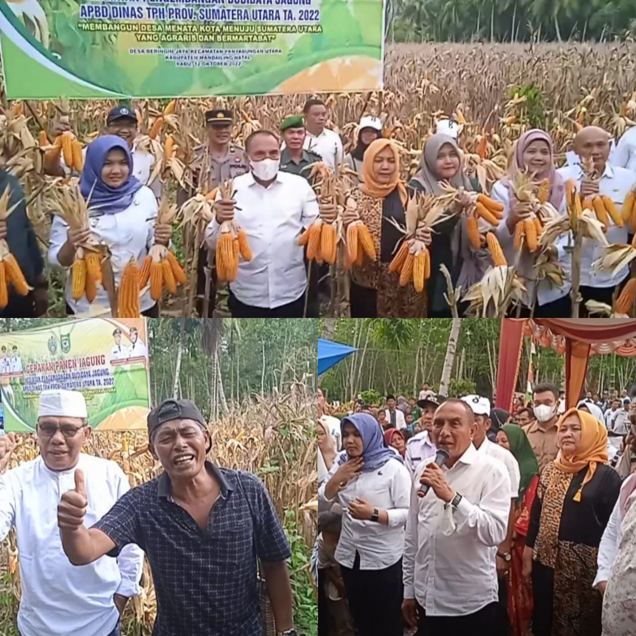 Edy Rahmayadi Support Petani Jagung Saat Panen Raya Di Beringin Jaya Madina