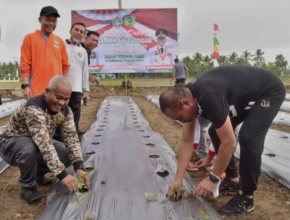 Edy Rahmayadi dan Plt Bupati Tanam Perdana Cabai Pasar Latong Palas