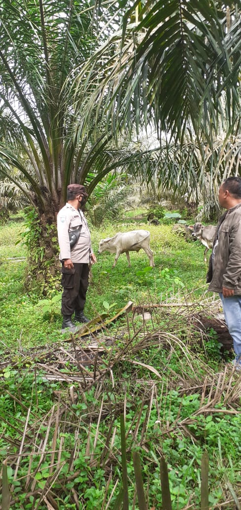 Bhabinkamtibmas Polsek Bandar pasir Mandoge, Sosialisasi Cegah Penyakit Kuku dan Mulut Hewan Ternak