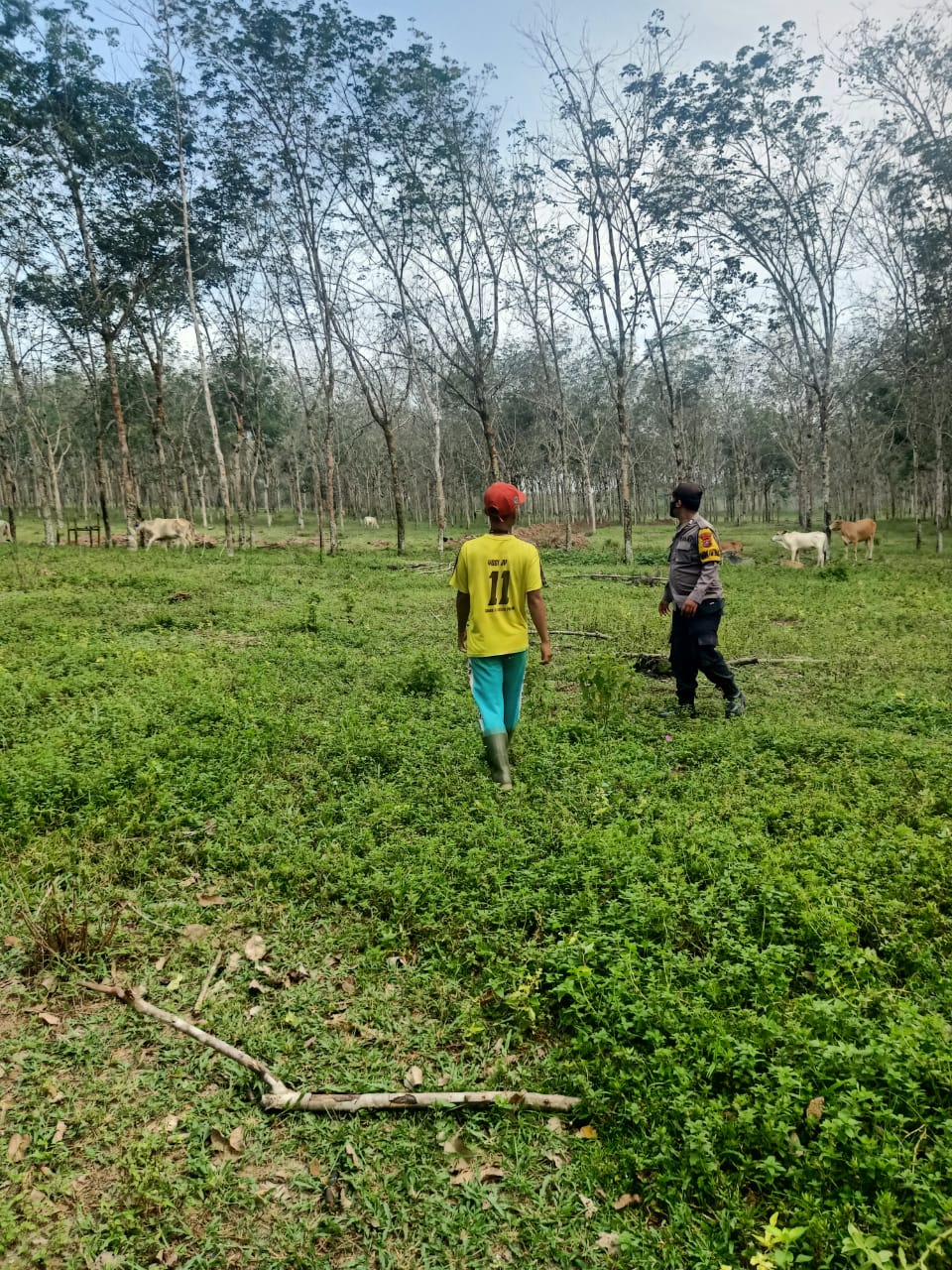 Sosialisasi Cegah Penyakit Kuku dan Mulut Hewan Ternak, Polsek Bandar Pulau Turun Kelapangan