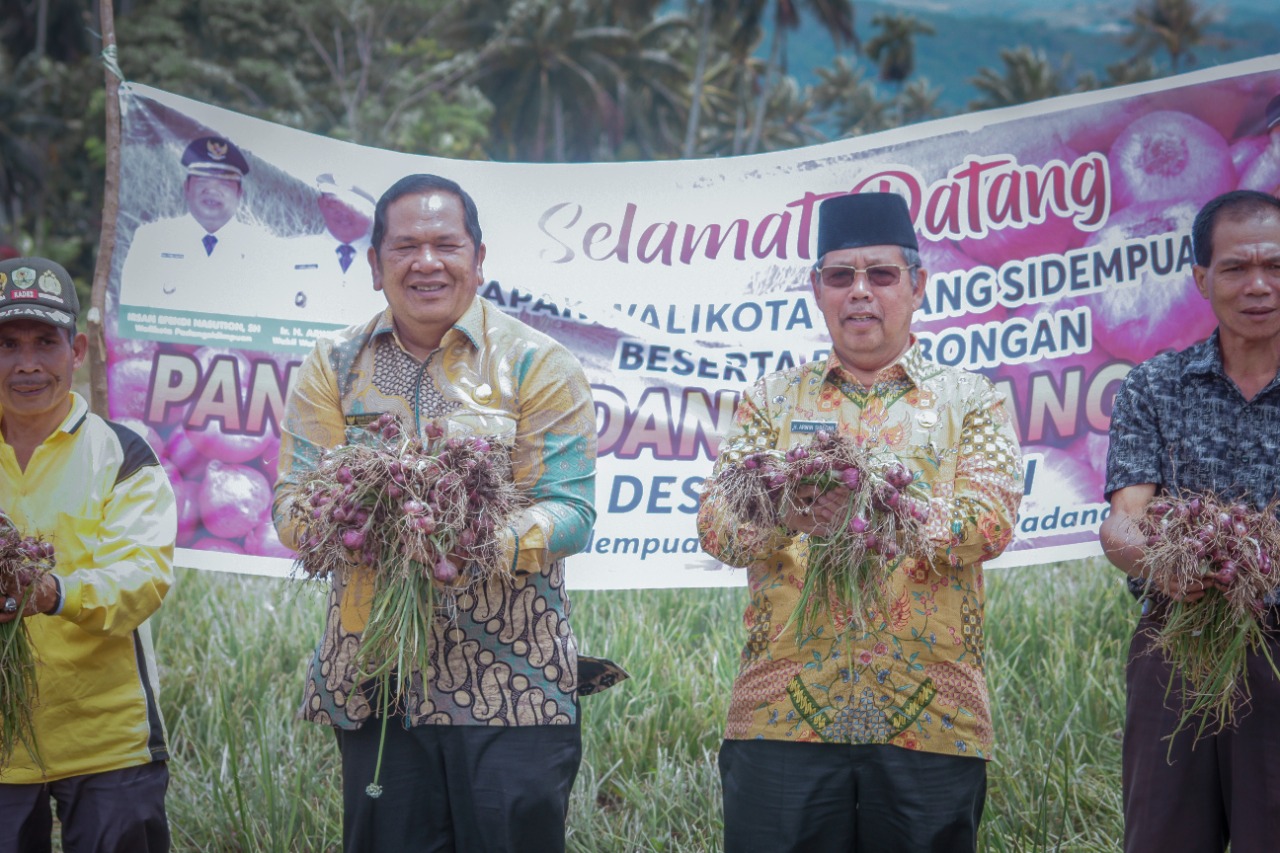 Walikota Irsan Efendi Nasution Bersama Wawako Panen Perdana Bawang Merah di Desa Tinjoman