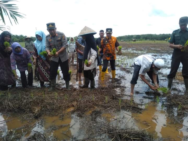 KAPOLSEK NATAL DAN FORKOPIMCAM TANAM PADI SERENTAK DI TIGA DESA SELUAS 285 HEKTARE