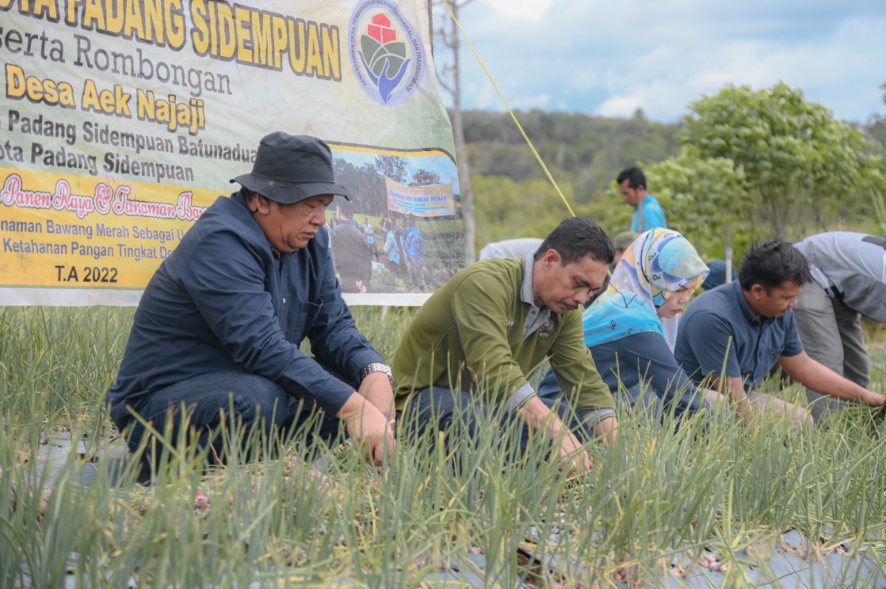 Wali Kota Padang Sidempuan Irsan Efendi Nasution Panen Raya Bawang Merah di Desa Aek Najaji