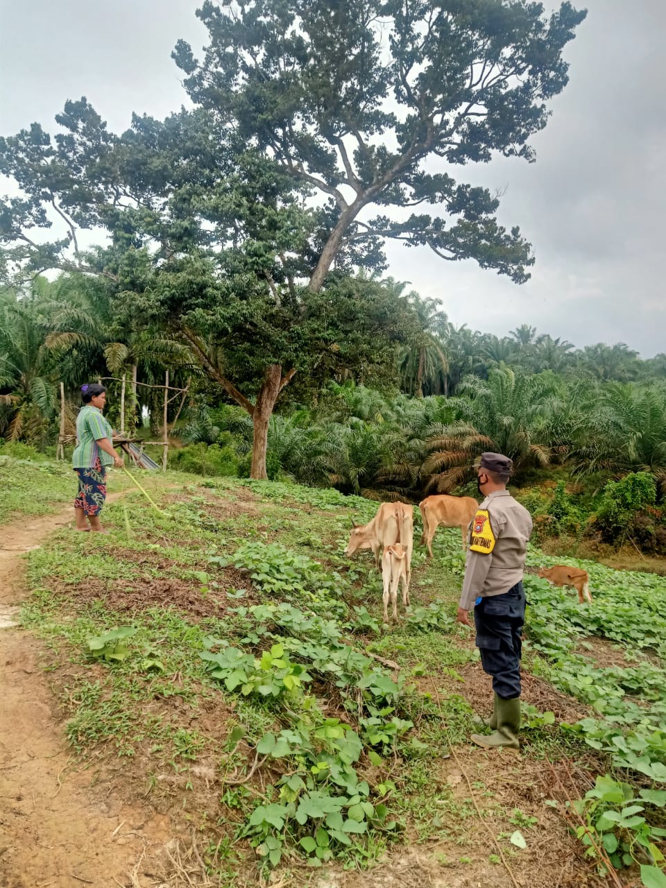 Ini Tujuanya Polsek Bandar Pulau Datangi Peternak Sapi