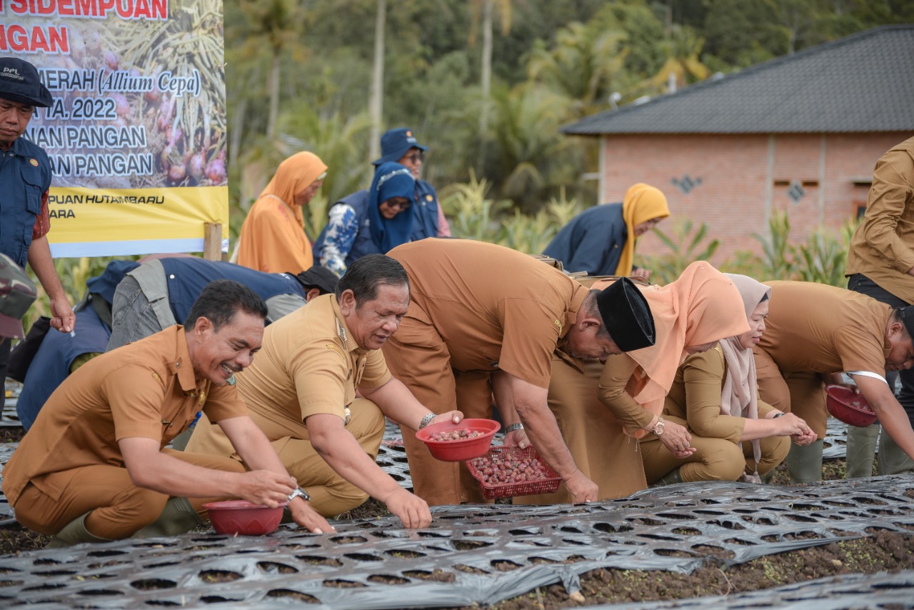 Walikota Padang Sidempuan Irsan Efendi Nasution Tanam perdana bawang merah di desa Partihaman Saroha