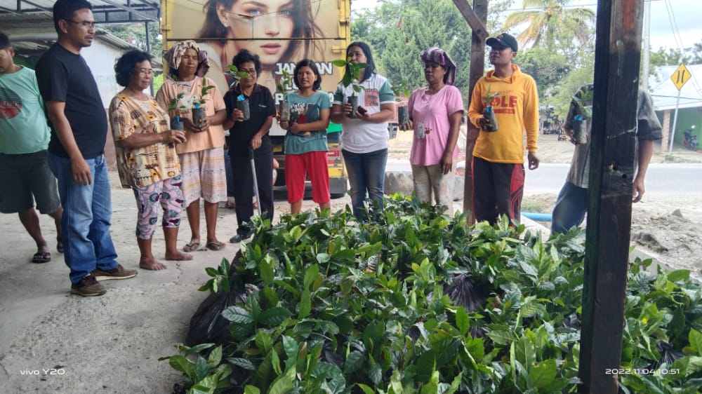 Dinas Ketapang dan Pertanian Kabupaten Samosir Distribusikan Bibit Kopi Program Bantuan Pengembangan Tanaman Kopi Tahun 2022.
