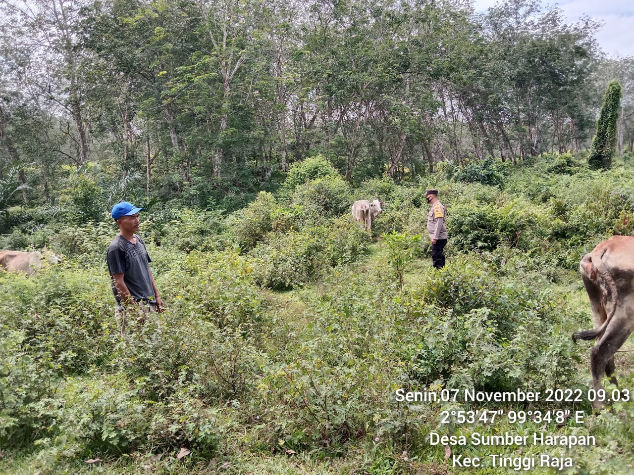 Cegah Wabah Penyakit Mulut dan Kuku, Ini Yang Dilakukan Polsek Prapat Janji
