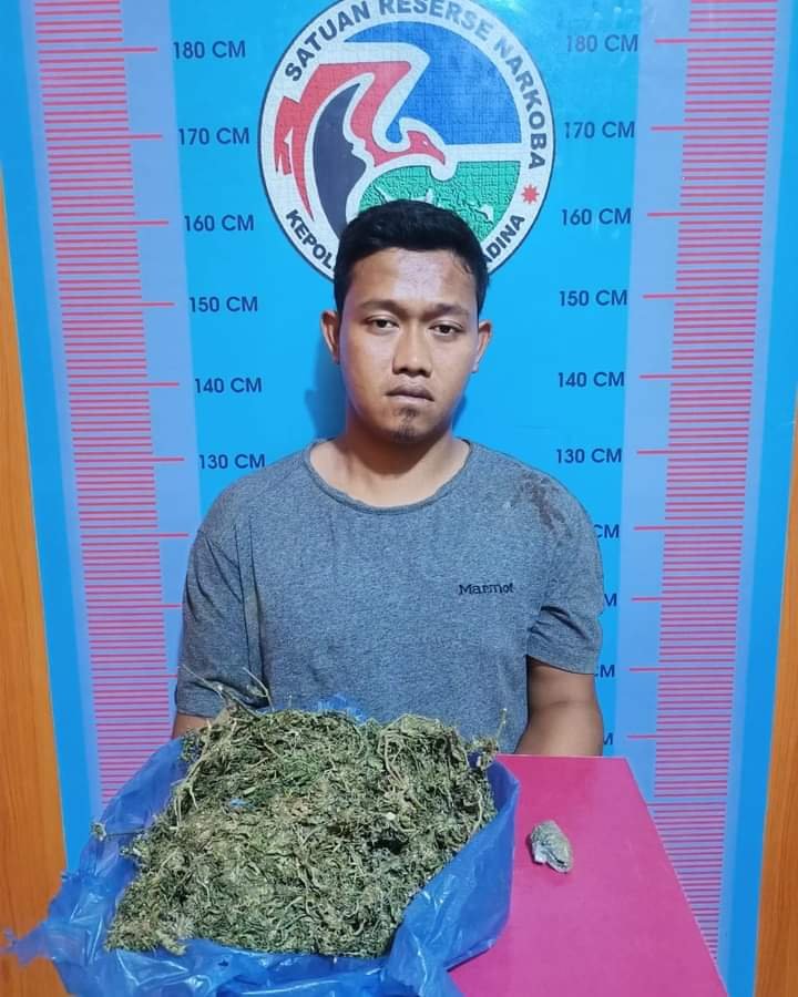 SAT NARKOBA BERHASIL AMANKAN PENGEDAR GANJA KERING