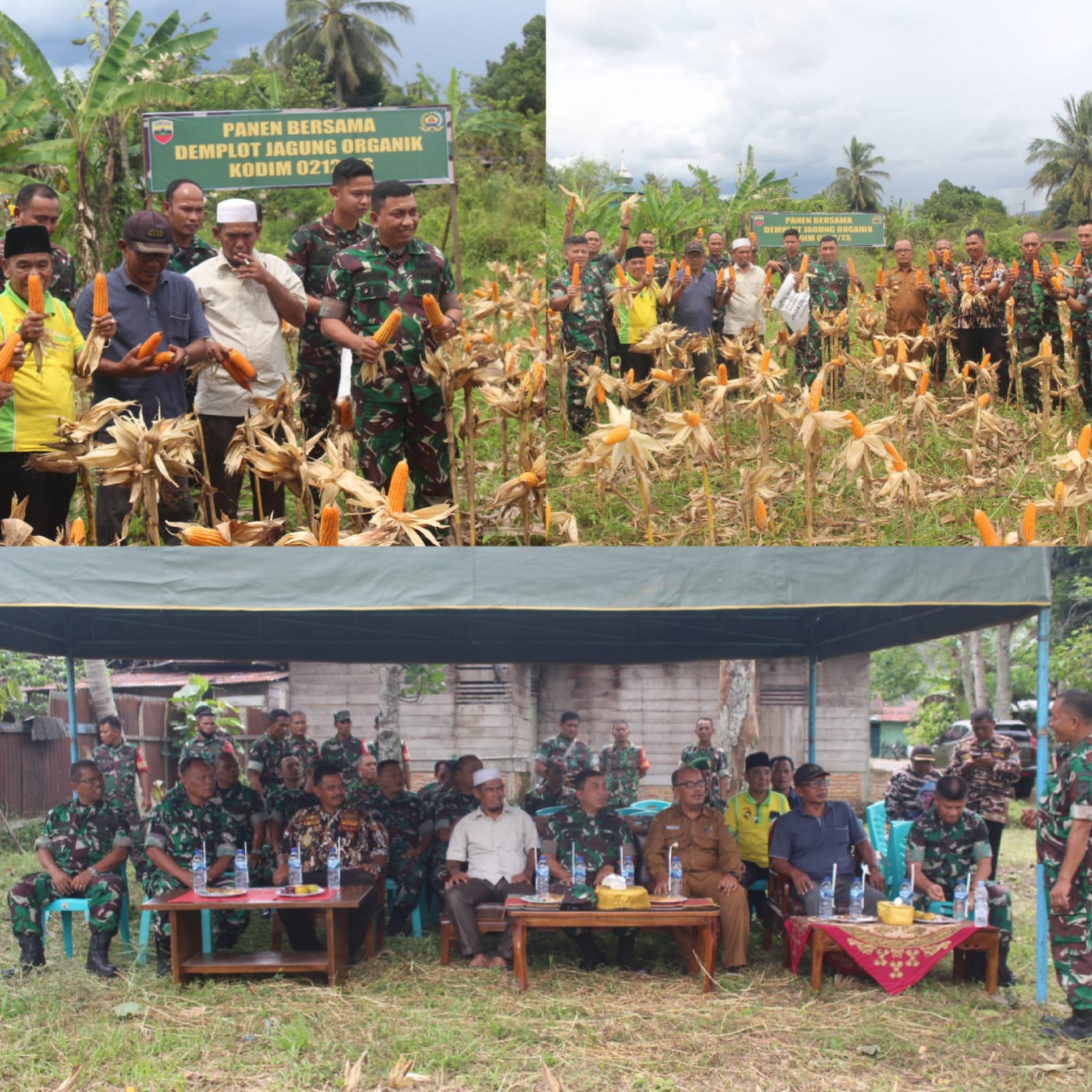 Dandim 0212/Tapsel Panen Jagung Di Demplot Lahan Tidur Milik Kodim 0212/Tapsel
