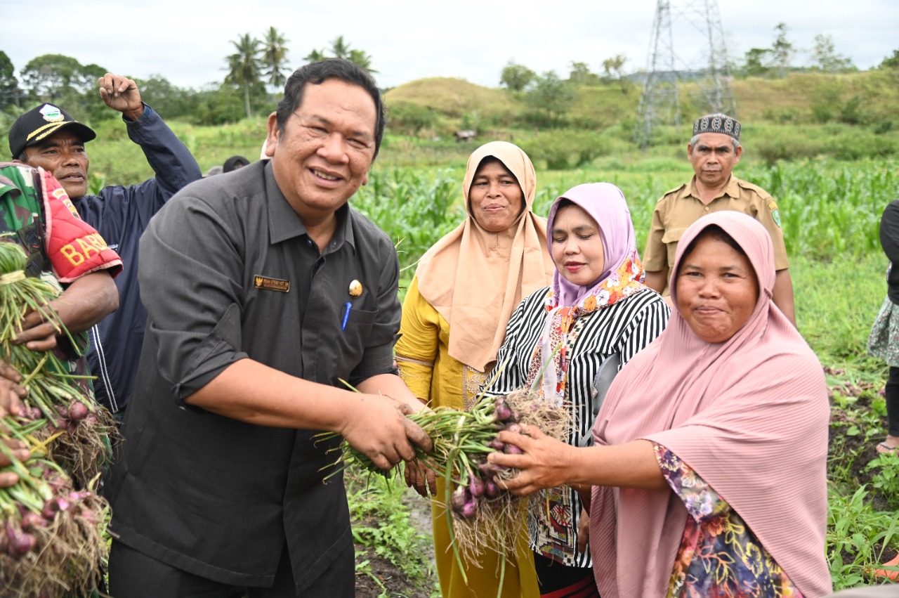 Wali Kota Irsan Efendi Nasution Panen Bawang Merah Sekaligus Penyerahan Bibit di Desa Pudun Julu
