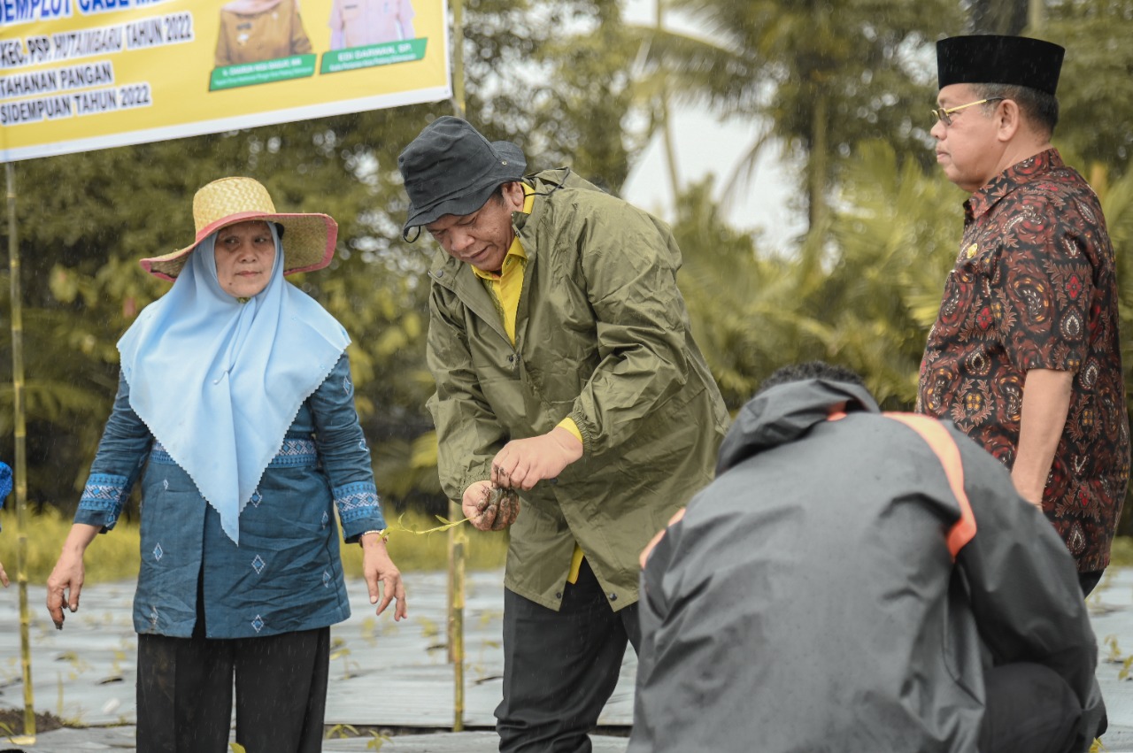 Wali Kota Padang Sidempuan Irsan Efendi Nasution, SH, MM melakukan penanaman perdana demplot cabai merah