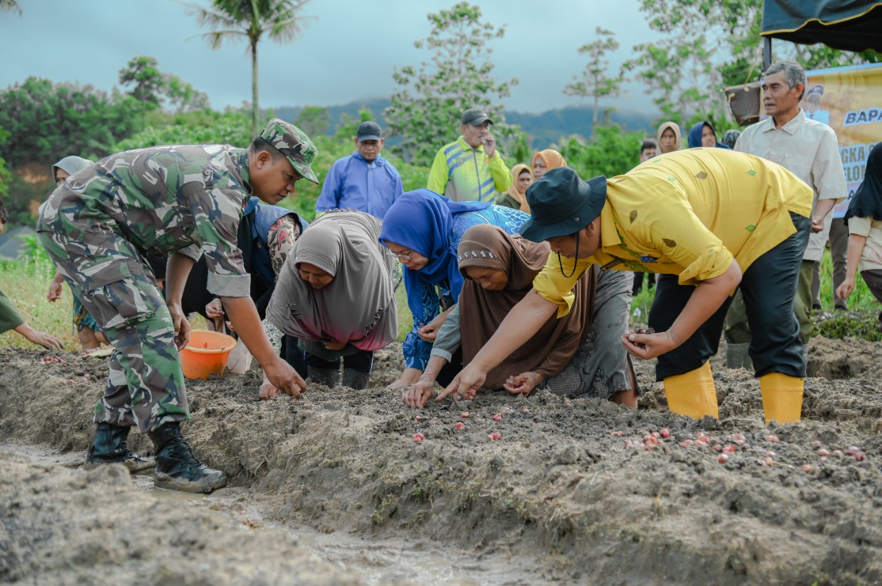 Petani Bawang Merah Penuhi Kebutuhan 50 Persen  Kebutuhan Kota Padang Sidempuan