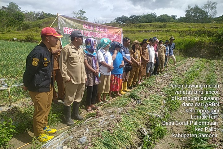 PANEN PERDANA KAMPUNG BAWANG DI SAMOSIR MEMUASKAN
