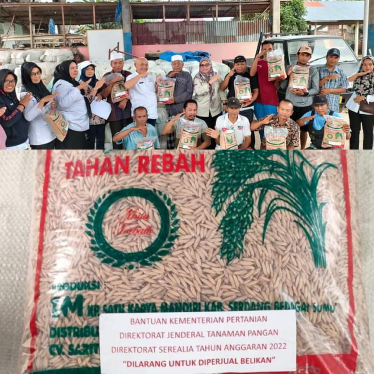 Dinas Pertanian Madina Serahkan Bantuan 10 Ton Benih Padi di Kecamatan Siabu
