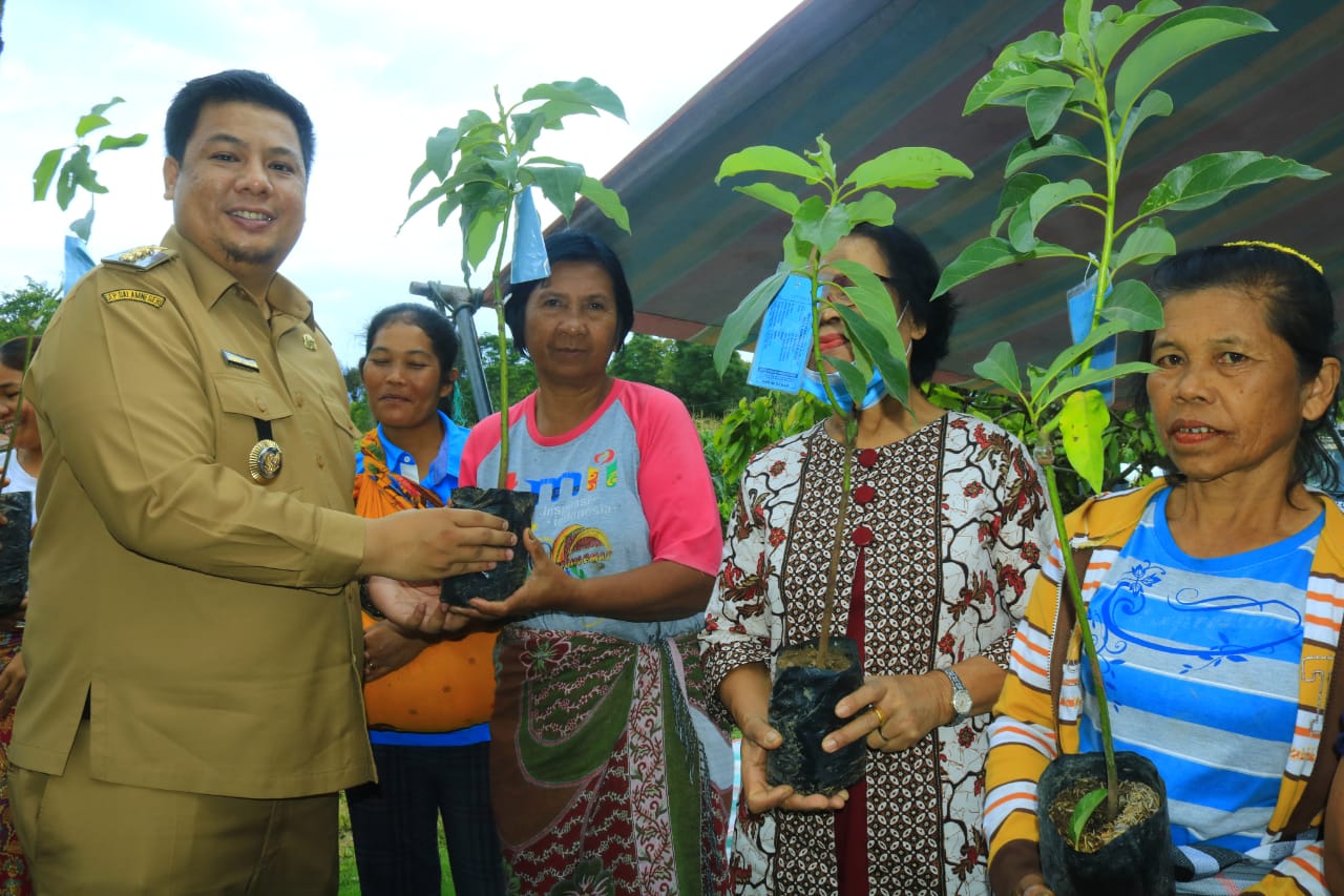 Bupati Samosir Serahkan Bibit Alpukat Program Pengembangan Kampung Buah.