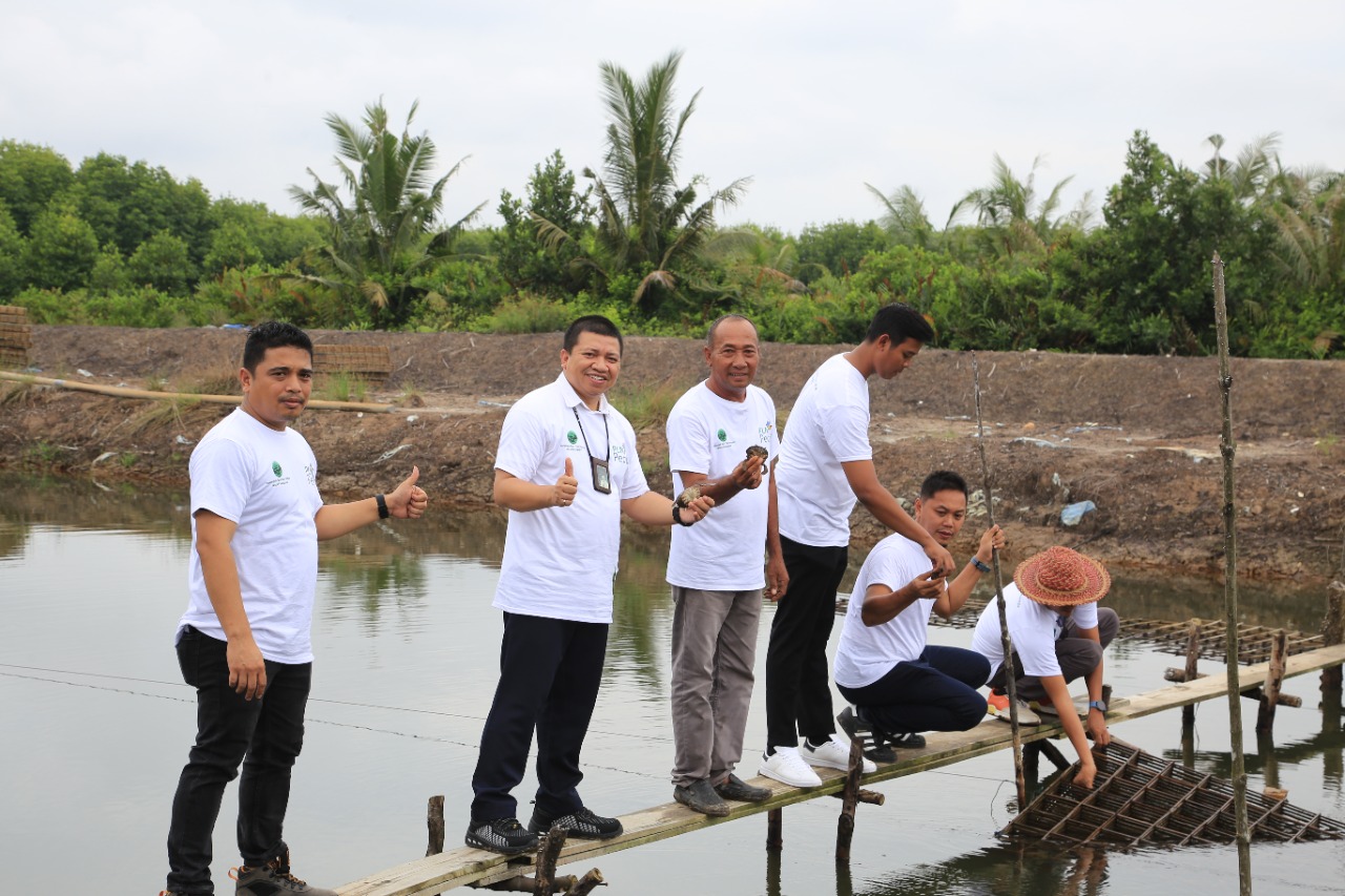 PLN UID Sumut Menanam 15.000 Bibit Mangrove, Pelepasan 300 Ribu Bibit Udang dan Kepiting