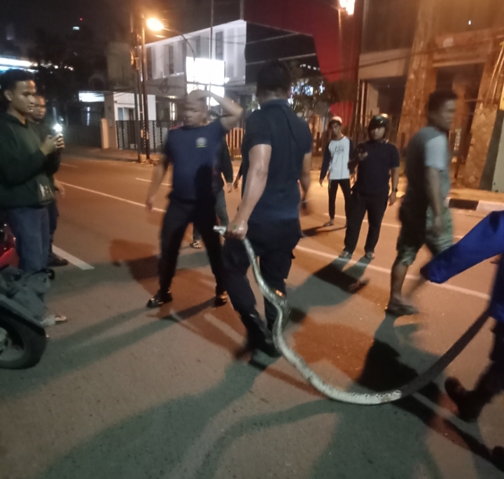 Viral, Ular Piton Nyaris Mangsa Manusia di Medan, Ini Endingnya