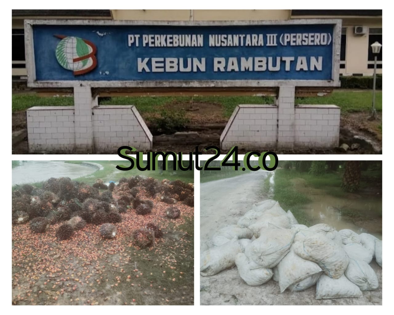 Kurang Pengawasan Manajemen PTPN III Kebun Rambutan, TBS Membusuk