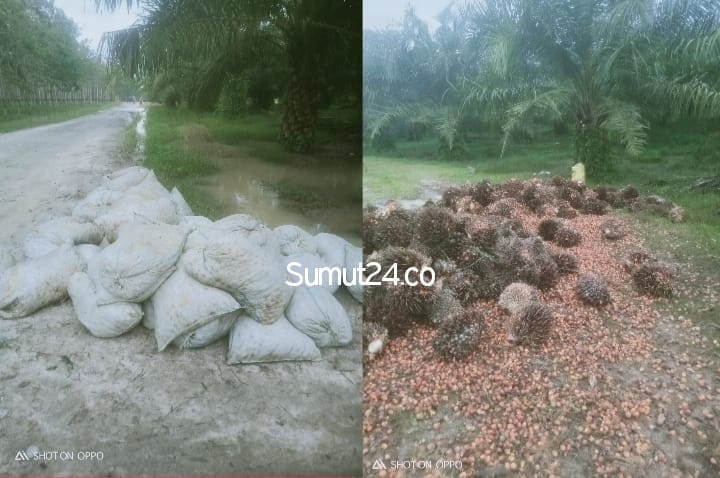 TBS Dan Berondolan Dalam Goni Banyak Membusuk di Afdeling III PTPN3 Kebun Rambutan