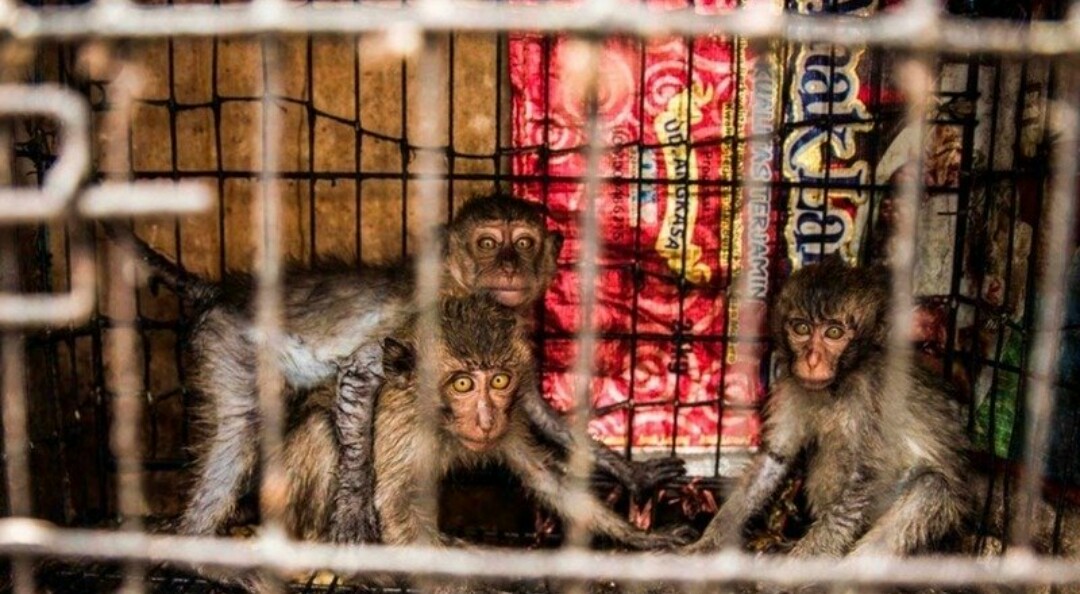 Monyet Terlihat di Malioboro, Mencari Perlindungan ke Siti Nurbaya Bakar