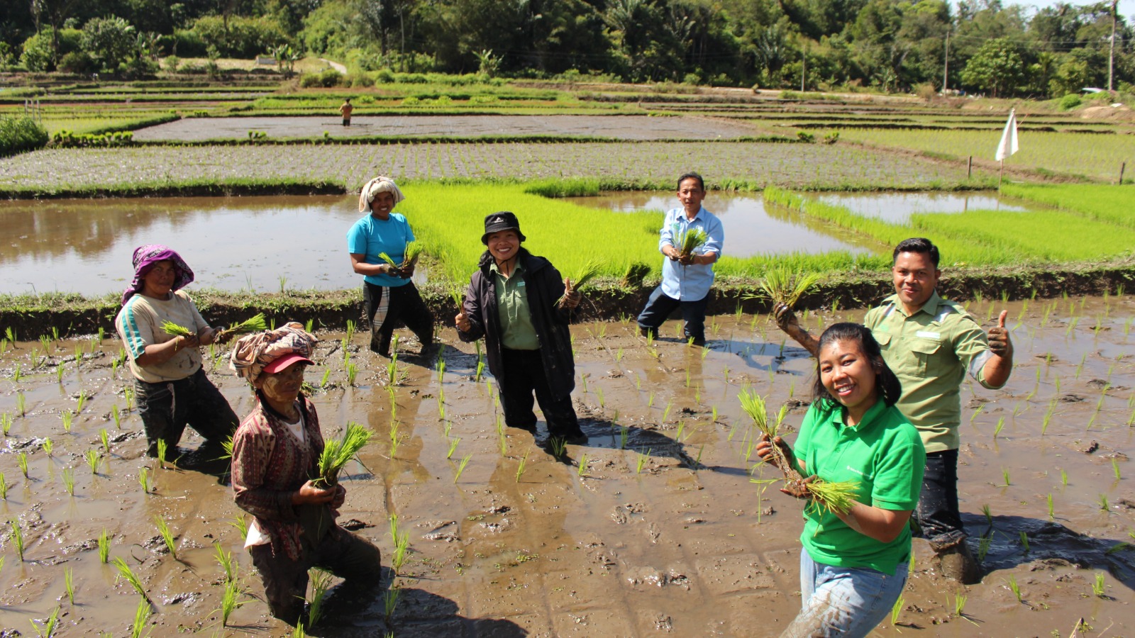 TPL Lakukan Penanaman Padi Emas Dengan Systim Jajar Legowo Bersama Petani Binaan Desa Tangga Batu II Kecamatan Parmaksian.