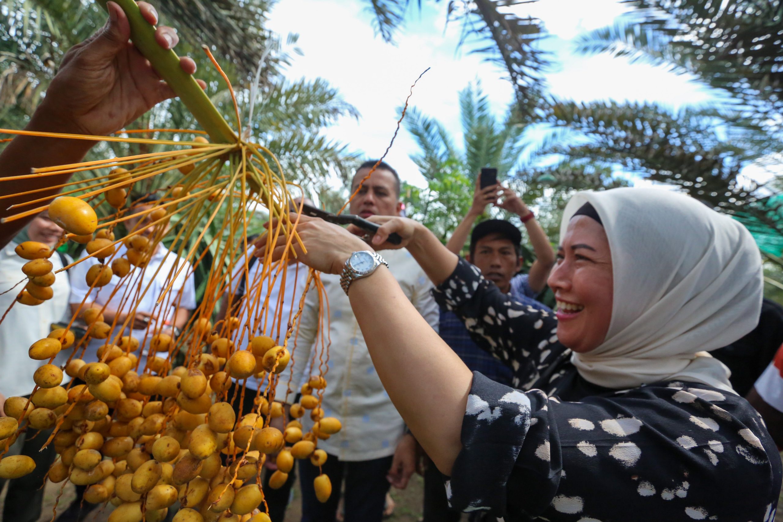 Ini Penampakan Pohon Kurma di Karo Dikunjungi Wagubsu Musa Rajekshah