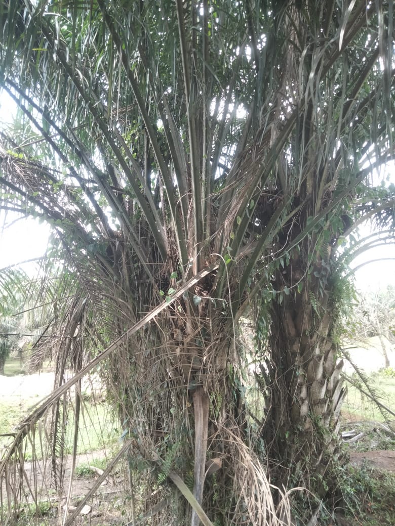 Asisten Afd IV PTPN4 Terkesan Cuek, Diduga Sengaja Telantarkan TM KS Dengan Pelepah Gondrong