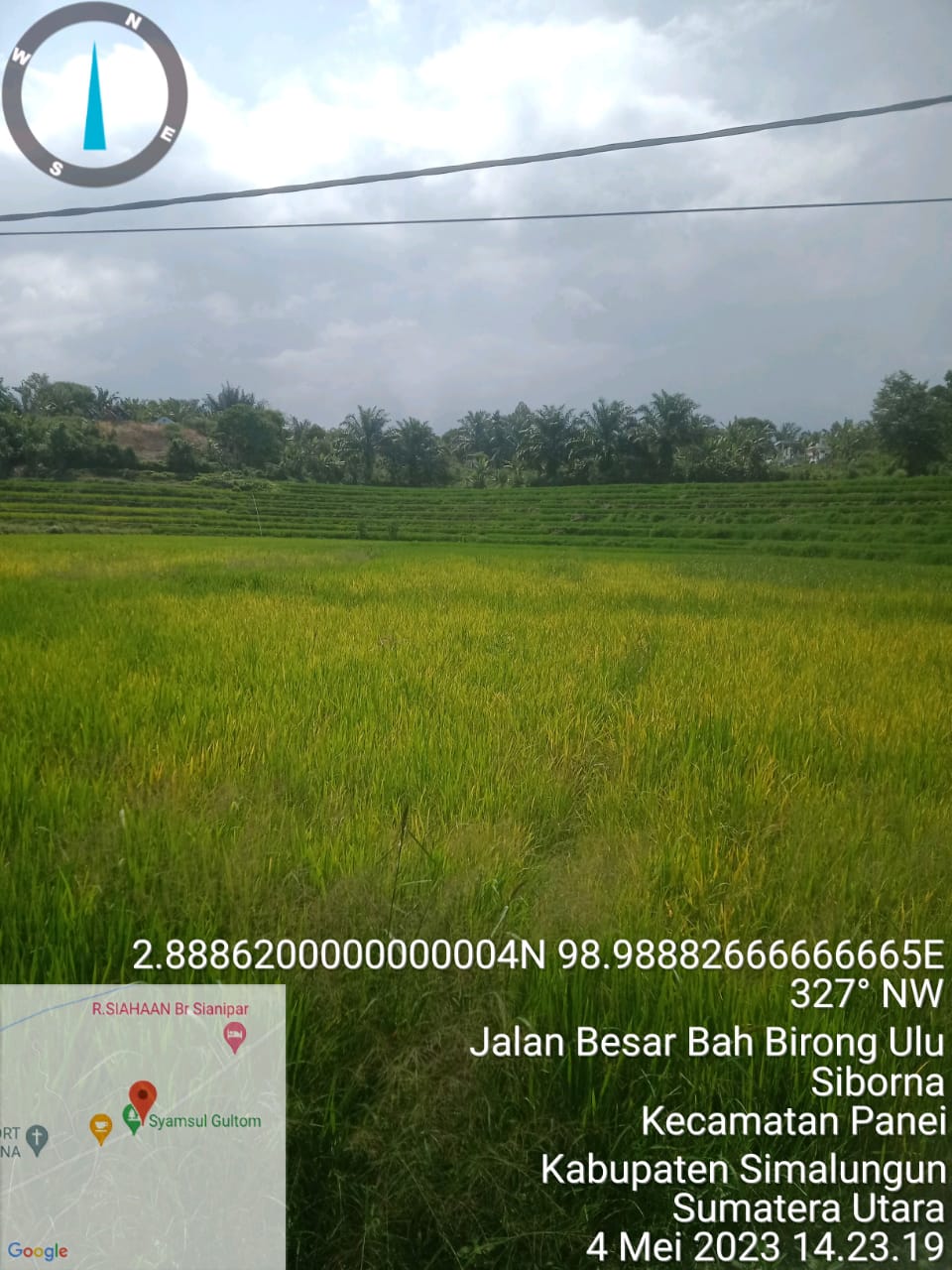 Serangan Penyakit kresek Mengganas Tanaman Padi di Simalungun Terancam Gagal Panen